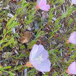 Meet your Posher, Derrika